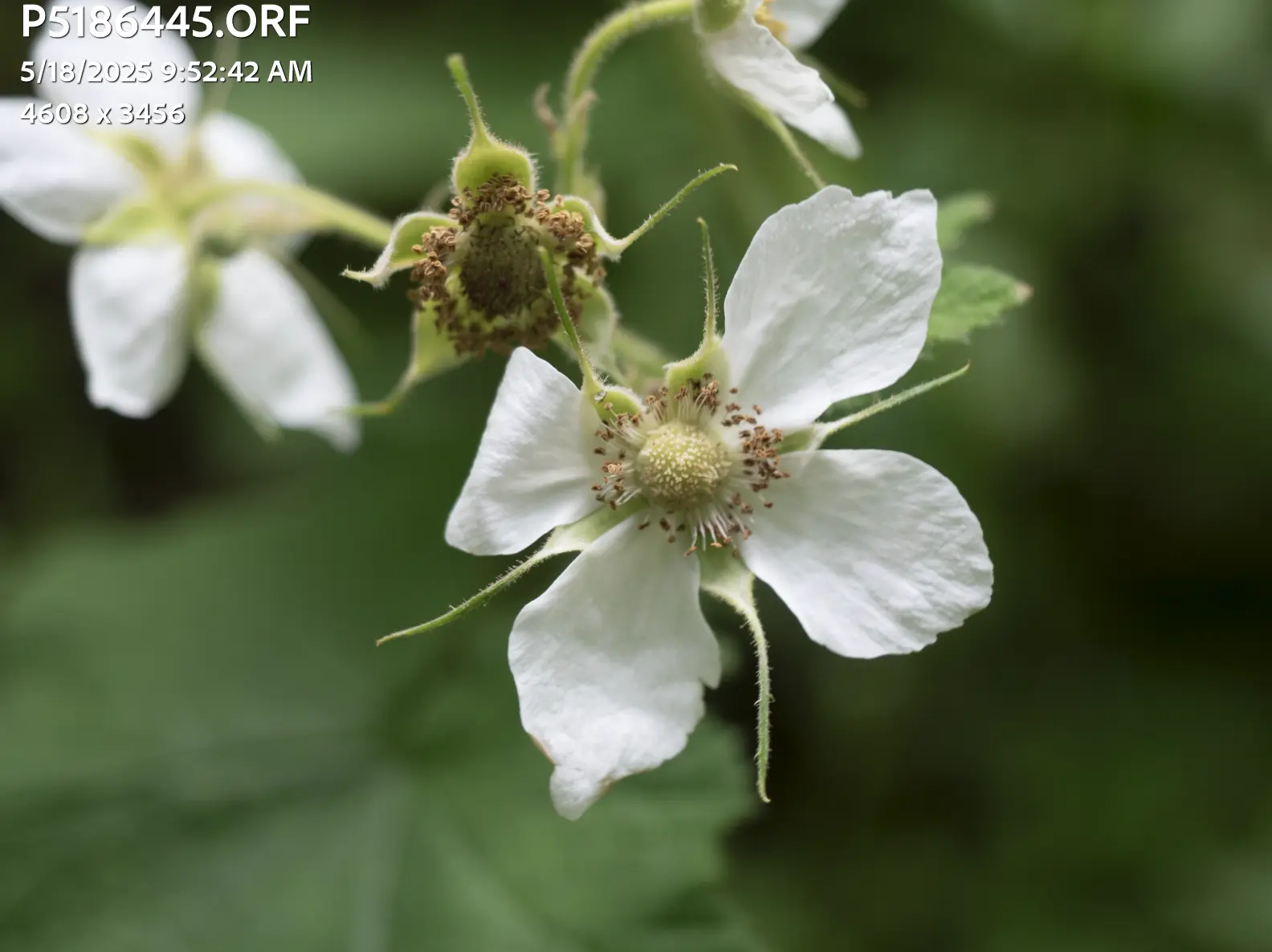 Flat flower photo before tone curve contrast.